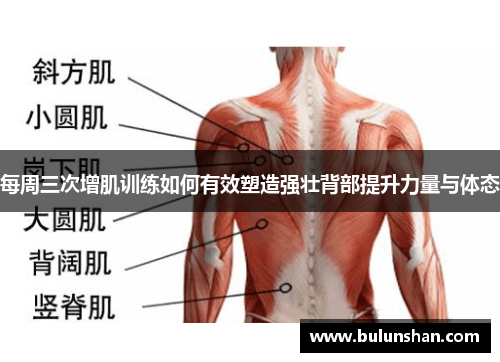 每周三次增肌训练如何有效塑造强壮背部提升力量与体态